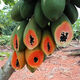 Dwarf papaya seedlings, fruit papayas, red-fleshed papaya seedlings, large green papaya seedlings that bear fruit in four seasons, potted courtyards, 2 dwarf papaya seedlings (10 cm high), free reissue after receiving dead seedlings (with cups and leaves)