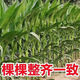 New species double national review original Zhongkeyu 505 corn seeds are resistant to lodging and insects. It is good to sow low-stem big stick seeds in spring and summer. New species original Zhongkeyu 505 4200 grains x1-pack