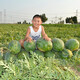 Zhongke Maohua Lazy Man Zhizunbao watermelon seeds, no pruning, no forking, low temperature resistant large fruit watermelon seeds, home gardening potted plants Lazyhan Zhizunbao 100g/box, low temperature resistance, no pruning required
