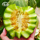 Shouhe Xinjiang Hami Melon Seeds Southern and Northern Early Maturing Super Sweet Xiangfei Reticulated Honeydew Melon Tokyo Crispy Treasure Melon Seeds 2g
