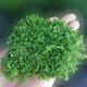 Yunfeng Hairui aquatic plants live lazy grass fish tank landscaping live aquatic plants package fish tank aquatic plants with stems in the background real aquatic plants [easy to grow and easy to live] special climbing dwarf pearl mesh for lawns 8*8cm