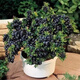 Blueberry seeds blueberry sapling seeds balcony potted orchard courtyard blue plum tree fruit sapling seeds can be used in large areas blueberry seeds 50 capsules
