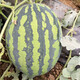 Zhongke Maohua Melon Fruit Seeds Zhongke Milong Sweet King Watermelon Seeds Large Fruit Type Big Red Flesh Single Melon 15-20 Jin Jin equals 0.5 kg Easy to grow Zhongke Milong 100g/box About 1600 seeds for seedling cultivation