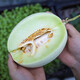 Shouhe Yugu melon, jade mushroom melon, sweet, crisp and tender melon, family field planting, winter and spring sowing melon seeds, new Yugu melon seeds, 30 capsules
