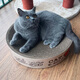 Tiantian Cat Large Disk Corrugated Paper Bowl-Shaped Cat Scratching Board Cat Nest Cat Claw Wear-Resistant Cat Toy Cat Supplies