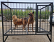 HKML reinforced dog cage for medium and large dogs, outdoor dog cage, solid angle steel welded large dog cage, special dog cage for kennels, encrypted paint with top, length 120, width 100, height 130