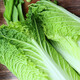 Shuangdacai Green hemp leaf Chinese cabbage 1.2kg