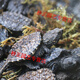 OIMG small snapping turtle live seedling pet turtle size active ornamental turtle water turtle crocodile turtle mixed Buddha new product snapping turtle 5-6 cm