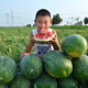Zhongke Maohua Lazy Man Zhizunbao watermelon seeds, no pruning, no forking, low temperature resistant large fruit watermelon seeds, home gardening potted plants Lazyhan Zhizunbao 100g/box, low temperature resistance, no pruning required