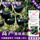 Black Pearl Cherry Tomato Seeds Four-Season Balcony Potted Plants Easy to Grow Black Jewel Tomato Fruit-Type Vegetable Seeds Black Pearl Little Saint Tomato Seeds 6 Trial Seeds Rare and Expensive