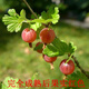 Northeast red currant fruit saplings, potted lantern fruit seedlings, north and south planting, large fruit platform planting, fruit seedlings, gooseberry, 3-year seedlings (cup seedlings with soil are good for survival) 10 trees