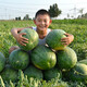 Zhongke Maohua Lazy Man Zhizunbao watermelon seeds, no pruning, no forking, low temperature resistant large fruit watermelon seeds, home gardening potted plants Lazyhan Zhizunbao 100g/box, low temperature resistance, no pruning required