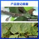 Hulianshida 40% Difenoconazole Watermelon Anthracnose Resin Disease Fungicide Pesticide 100g