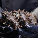 Jingmi Dalian ready-to-eat sea cucumber 1Jin Jin equals 0.5kg 12-17 pieces solid 90% OCC seafood family pack