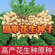 2024 New High Yield Peanut Seeds New Arrivals Peanut Seeds Peanut Original Seeds Academy of Agricultural Sciences Raw Peanuts Shelled Seeds High Yield Peanut Seeds 100% Original Seeds 1-1 In Shell Five Jin Jin is equal to 0.5 kg 2/500 g