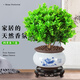 Xilin Garden Mailand -Blütenplants, Blumen und Pflanzen Innenblütensämlinge, in allen Jahreszeiten blühen und Luftbalkongrünen Pflanzen reinigen. Mailand + Sky Blue Pot 686 + Runde Paletten. Lieferung mit Töpfen