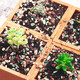 Green succulent special granular soil nutrient soil paving stone full particle universal medium potted planting soil decoration