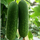 Hairy melon seeds are easy to sow in all seasons. Winter melon seeds are grown in fields and courtyards. Hairy melon vegetable seeds are easy to sow. Winter melon simple pack 70 capsules