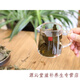 Money Green Willow Tea Centennial Tree Money Green Willow Health Tea Make Leaf Tea Gold Money Willow 500G