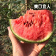 Fengming Yashi early-maturing four-season watermelon seeds thin-skin gift hybrid watermelon seeds Kirin 2K watermelon seeds 50 capsules