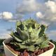 
Mingyu Junyue Argan Agave Trendy Plants are simple and easy to grow desert green plants with thick leaf agave drought-tolerant plants. Argan Agave 8-10 cm. No pots