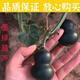 墨绿小葫芦翡翠葫芦盆栽手捻小葫芦种子文玩亚腰种盆栽四季阳台 种墨绿小葫芦种子 粒粒饱满發芽率9922粒