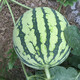 Zhongke Maohua melon and fruit seeds Zhongke Bingqilin watermelon seed improved 8424 Jingxin type replaces Meidu watermelon variety with crack resistance Zhongke Bingqilin 1000 capsules/box one acre package