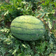 Zhongke Maohua Lazy Man Zhizunbao watermelon seeds, no pruning, no forking, low temperature resistant large fruit watermelon seeds, home gardening potted plants Lazyhan Zhizunbao 100g/box, low temperature resistance, no pruning required