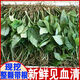 Fresh Jianxue herbal Chinese herbal medicine Jianxueqing Chinese herbal medicine sheep ear garlic good site wholesale seedlings potted plants fresh 4Jin Jin equal to 0.5kg simple packaging