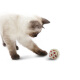 Tian Tian Cat Pet Cat Toys Cat Supplies Set Canvas Ball Kitten Toys 4 Sets