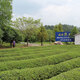 Play Ball Famous Tea, Rock Tea Dahongpao Tea 16g, Oolong Tea Taste Mellow Paper Box Experience Pack