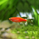 Yunfeng Hairui tropical fish Ornamental fish Small ornamental fish Zebrafish Live Tropical fish Live Small fish Live fish 10 red zebrafish
