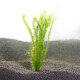 Yunfeng Hairui aquatic plants live lazy grass fish tank landscaping live aquatic plants package fish tank aquatic plants with stems in the background real aquatic plants [easy to grow and live] green pine tail (set of 10)