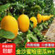 High-sugar, sweet Jinsha honey cantaloupe seeds, genuine Xinjiang reticulated melon high-yielding spring early-maturing fruit seeds, Xinjiang Jinsha cantaloupe seeds, about 50 capsules