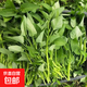 Large-leaf three-pronged high-yielding water spinach seeds in field farmyards, four-season green cabbage seeds, vegetable seeds, larvae seeds, A water spinach seeds 1 pack