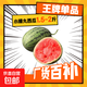 2K small sugar pill watermelon from the United States 2K small sugar pill watermelon 1.5 Jin Jin equals 0.5 kg -2 Jin Jin equals 0.5 kg