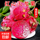 Authentic Guangxi Jindu No. 1 dragon fruit, freshly picked, straight and super sweet, 2 pieces (single piece 200g-300g)