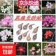 Orchid, onion orchid and leek bulbs bloom all year round, double-petaled orchid, heat-resistant and cold-resistant garden balcony potted flowers, color, mixed color, 50 balls (flowers bursting into pot effect)