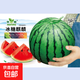 8424 Kirin watermelon seeds, seedless, high-yield rock sugar, lazy watermelon seeds, southern four-season vegetable and fruit seeds, Huayu original color pack, 10 packs, 500 capsules