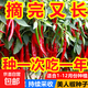 Spicy Spicy Pepper Seeds, Golden Spicy Green Peppers, Pig Intestine Pepper Seeds, Potted Vegetable Seeds for Garden Fields and Balconies, New Beauty Peppers, Hot and Moving, Approximately 300 capsules, 1 pack