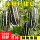 Bingtangzi melon sweet toothless melon seeds cantaloupe seeds four seasons garden spring and autumn fruits and vegetables melon seeds G Bingtangzi melon 4 packs + fertilizer