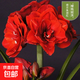 Imported amaryllis seed bulbs, large ball potted flower seedlings, double amaryllis seeds with buds for all seasons, green plants and flowers 11. Cherry Neve seed bulb circumference 15-18cm