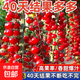 Sweet and juicy waterfall cherry tomato seeds, cherry tomato seeds for sowing potted vegetables in all seasons, red waterfall cherry tomato seeds/pack, about 200 capsules, 1 pack