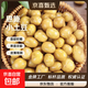 New arrivals of the season: Enshi yellow heart small potatoes, straight-haired small potatoes from high mountain origin, fresh mini potato potatoes, Enshi small potatoes 1Jin Jin is equal to 0.5kg, with box starting from 60g