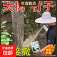 Cyclazinone is a special medicine to remove dead trees and rotten roots of large trees. Herbicide is a special medicine to remove big trees and remove rotten roots of bamboo. Genuine Cyclazinone 20Jin Jin is equal to 0.5kg