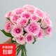 Live broadcast exclusive 10 Roselle roses (length 45-60CM) 1 serving