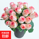 Roses Yunnan flowers wholesale real flowers household flowers vase water to grow holiday gifts rose flowers Aisha rose 18+2 stems loss prevention