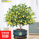 Osmanthus potted saplings, indoor living room, four-season osmanthus blooming plants, balcony courtyard flowers and green plants, easy to feed, special large pot, four-season osmanthus + blue ceramic pot to attract wealth and treasures