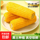 New arrivals of the season: Northeast yellow sweet glutinous corn on the cob, 10 sticks, vacuum-packed, low-fat yellow glutinous corn on the cob, sweet Northeast sticky corn, first-crop yellow corn, 10 cobs, starting from 220g/cob