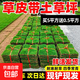 Turf soil real lawn with soil four-season green Manila turf villa courtyard greening grass Taiwan grass 0.5 square meters Bermuda buy 5 square meters and get 0.5 square meters